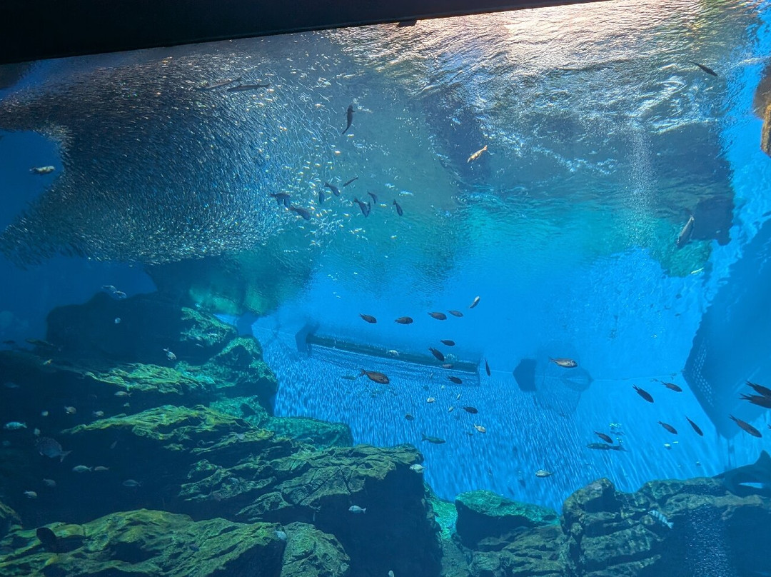 Sendai Uminomori Aquarium-仙台市必去景点