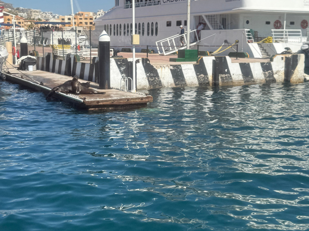 Cabo Adventures - Luxury Sailing Adventure-卡波圣卢卡斯必去景点