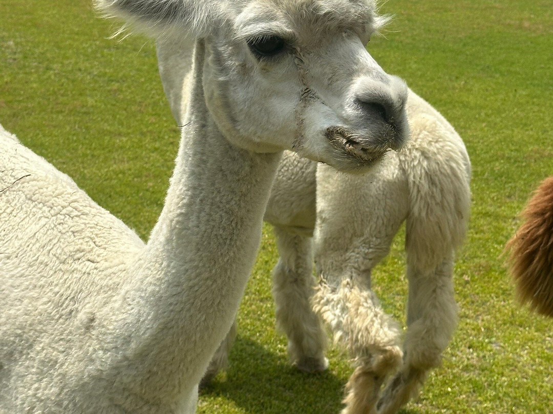 Silver Fox Farm Alpacas-Egg Harbor City必去景点