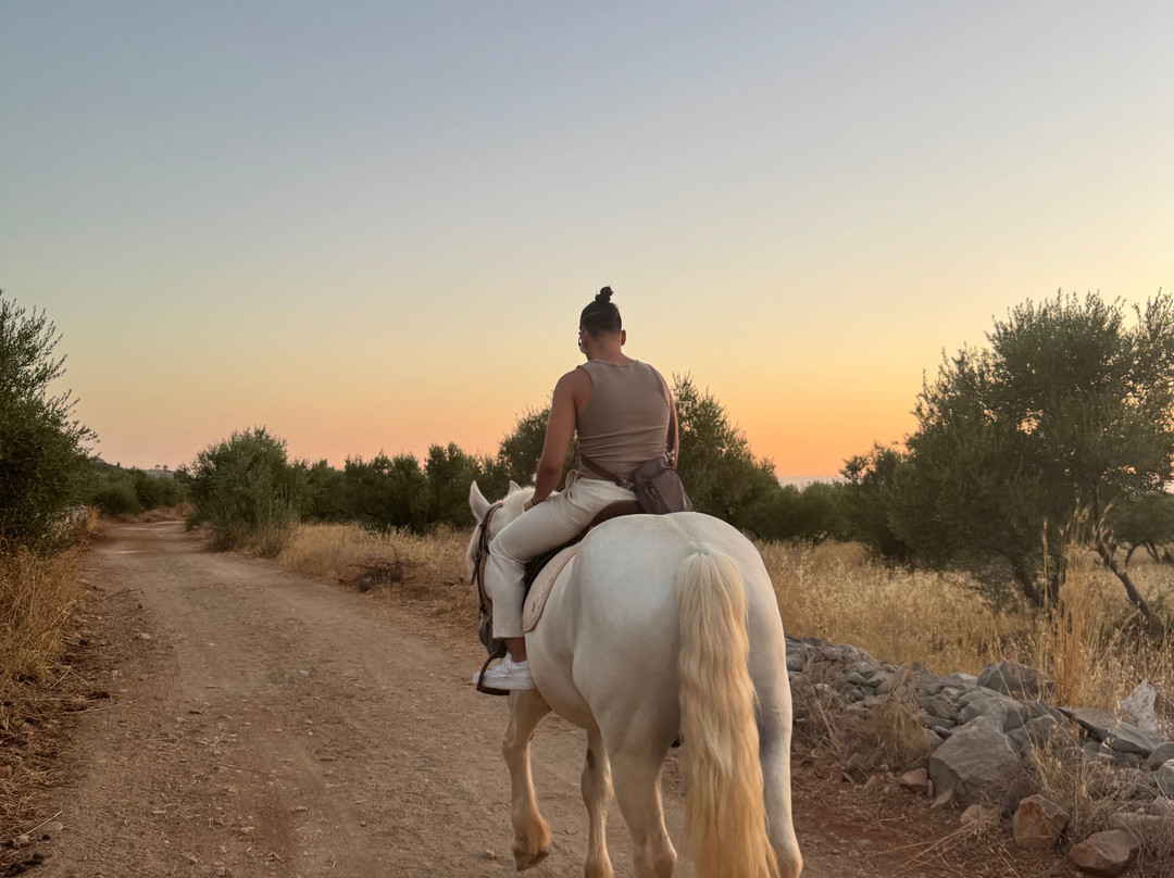 Mani Horses-East Mani必去景点