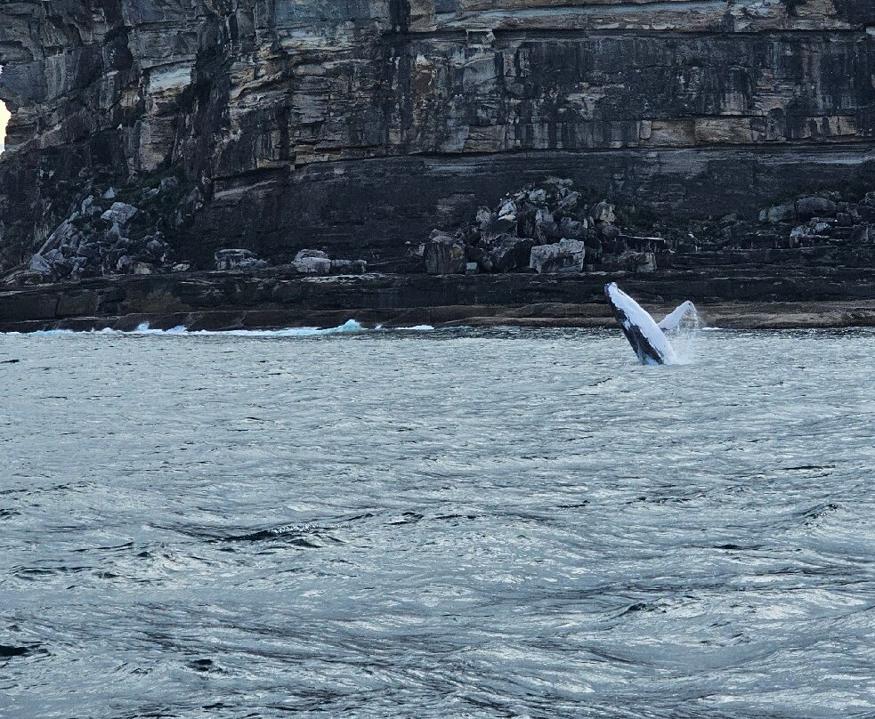 Go Whale Watching Sydney-悉尼必去景点