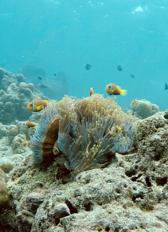Koamas Dive & Water Sports Centre-Madivaru必去景点