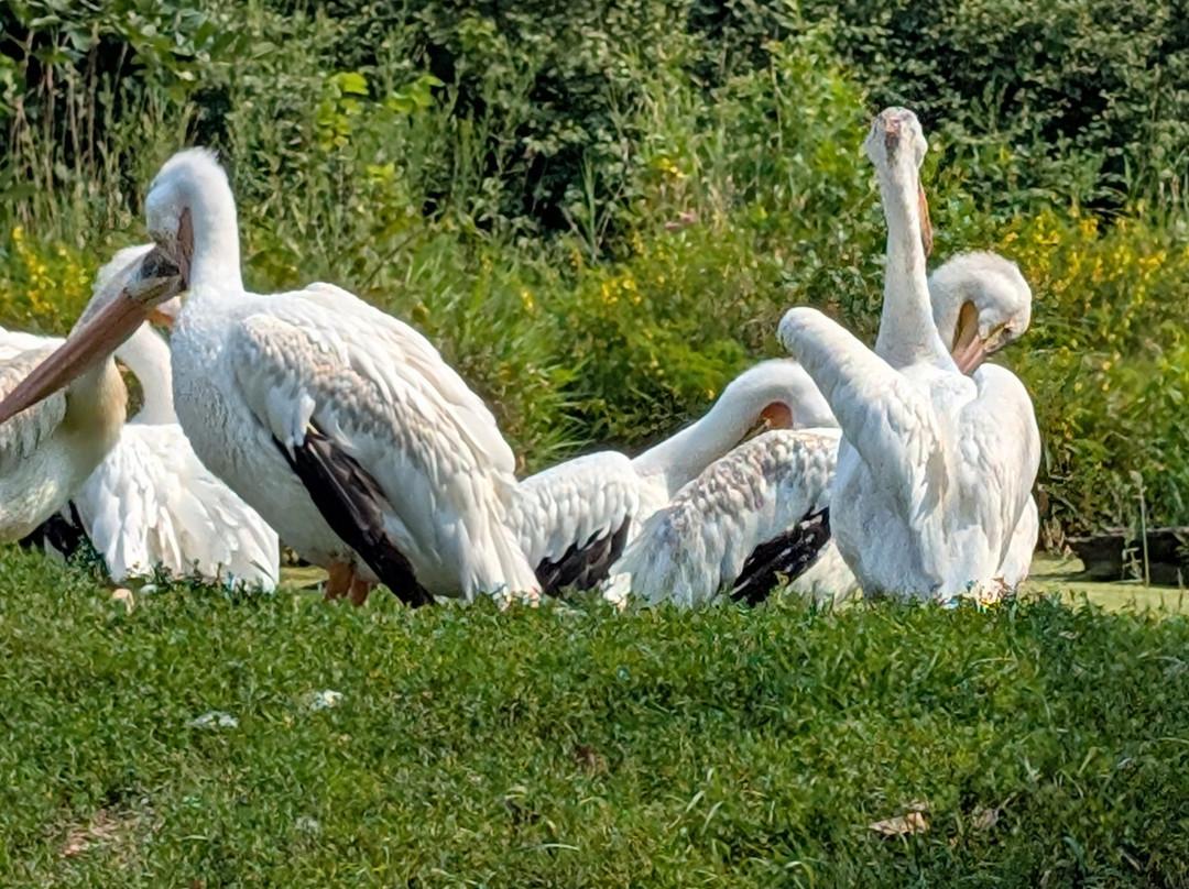 Lee G. Simmons Wildlife Safari Park-Ashland必去景点
