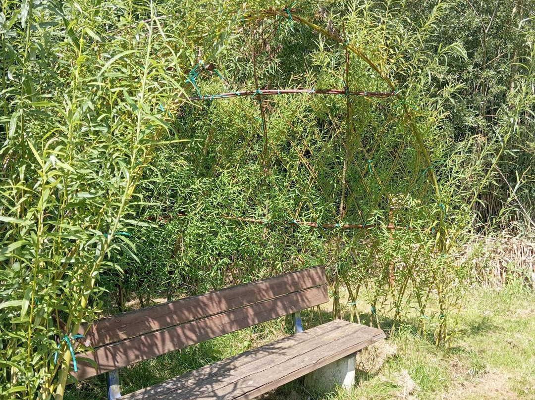 Le Parcours Du Saule