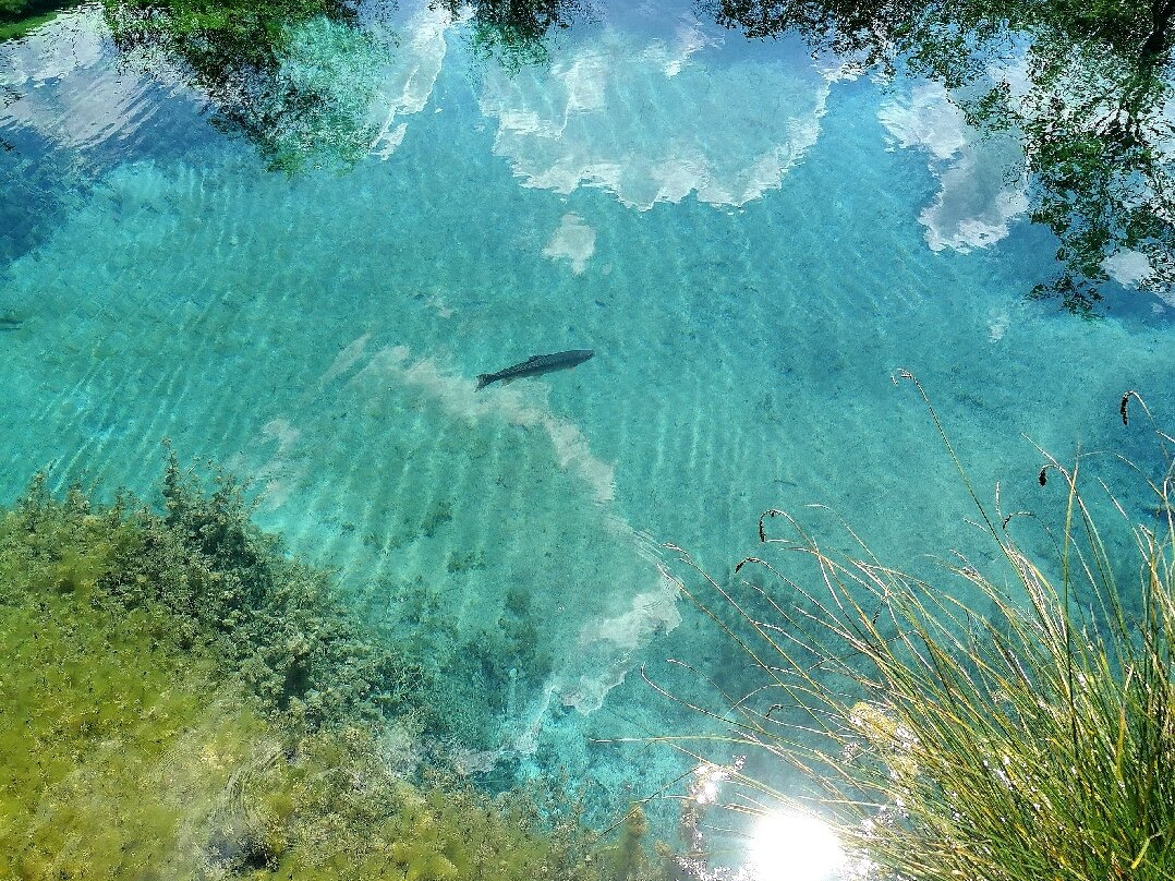 Zelenci Nature Reserve-Kranjska Gora必去景点