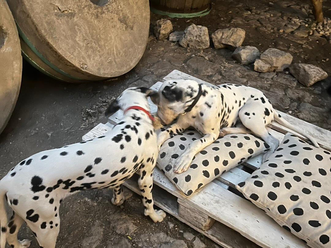 Home Of The Dalmatian Dog-希贝尼克必去景点