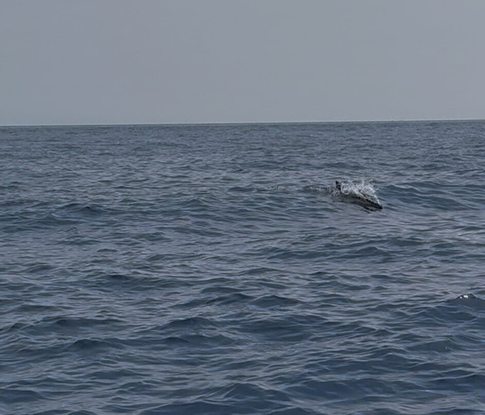 Escursioni Pizzichella-Mazzaro必去景点