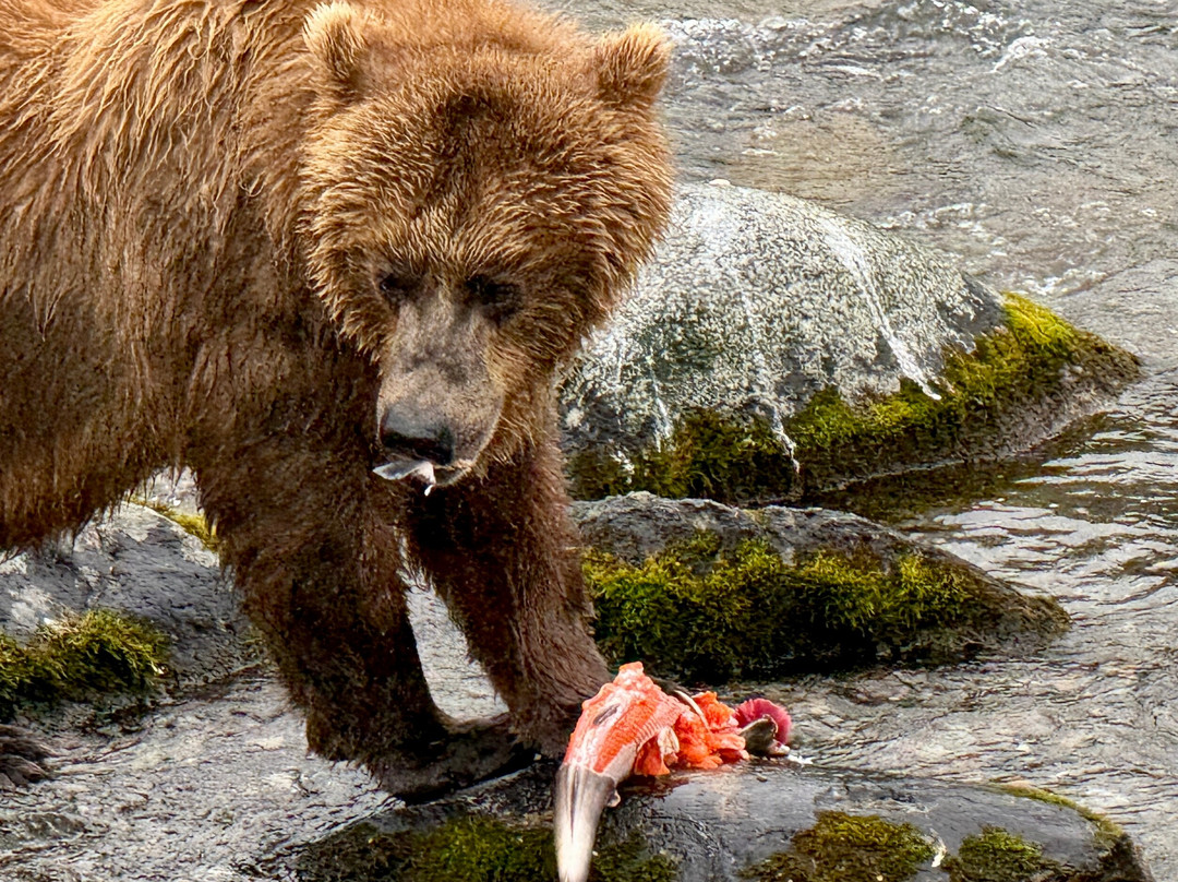 Bald Mountain Air Service-荷马必去景点