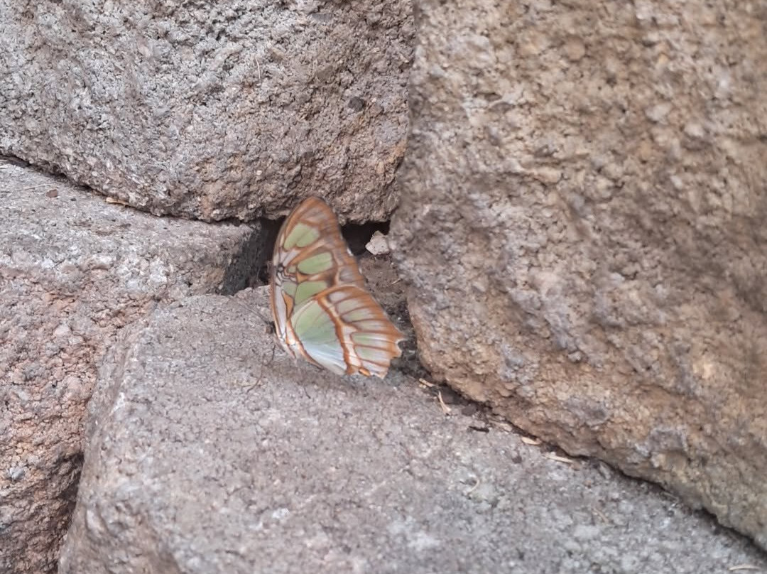 The Butterfly Palace-布兰森必去景点