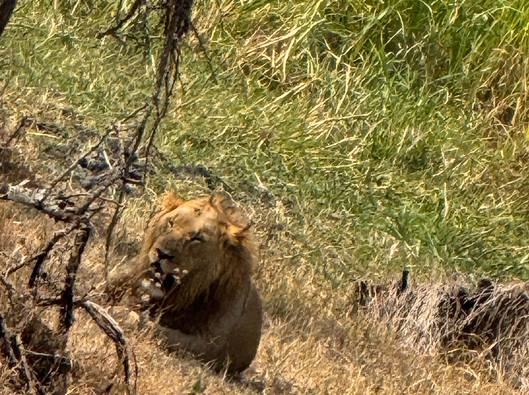 Pamoja Safaris-恩德培必去景点