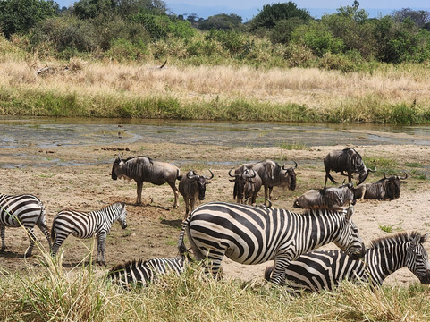 African Traces-莫西必去景点