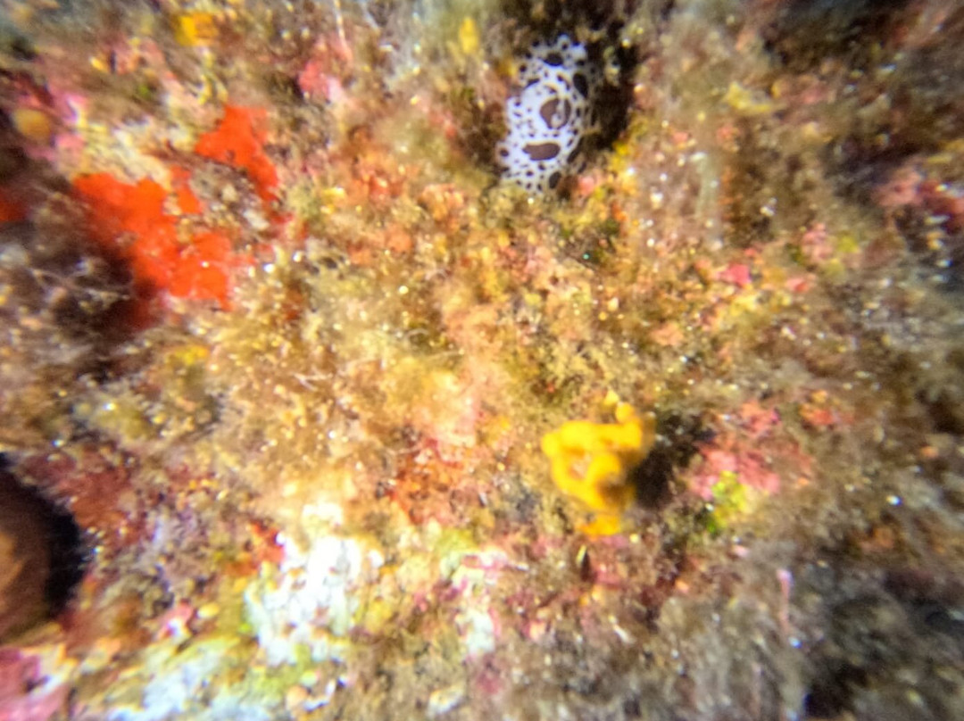 Abyssos Diving School & Snorkeling-Capo Comino必去景点