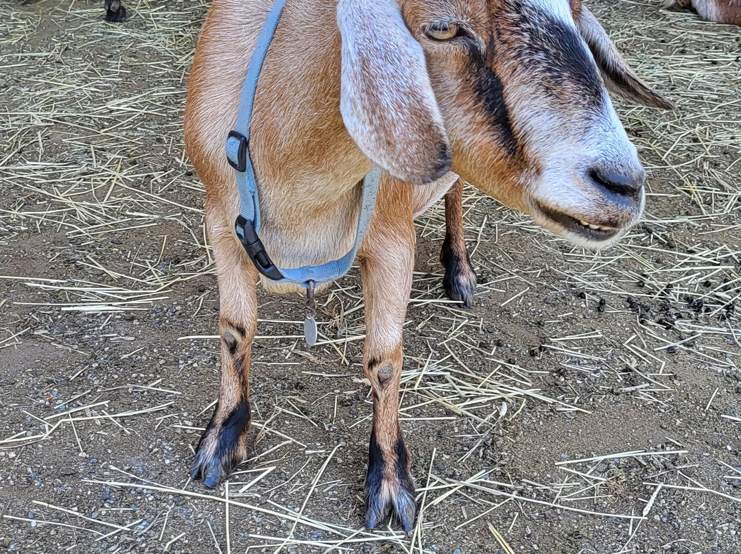 Maplewood Farm-北温哥华必去景点