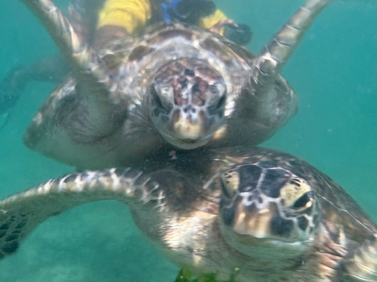 Mirissa Dive Center-美蕊沙必去景点
