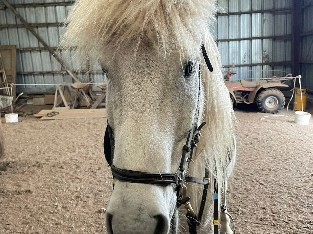Langhús Farm-Skagafjordur必去景点