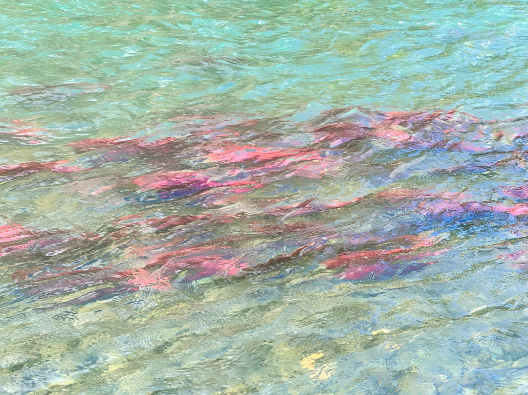 Jason's Guide Service-Cooper Landing必去景点