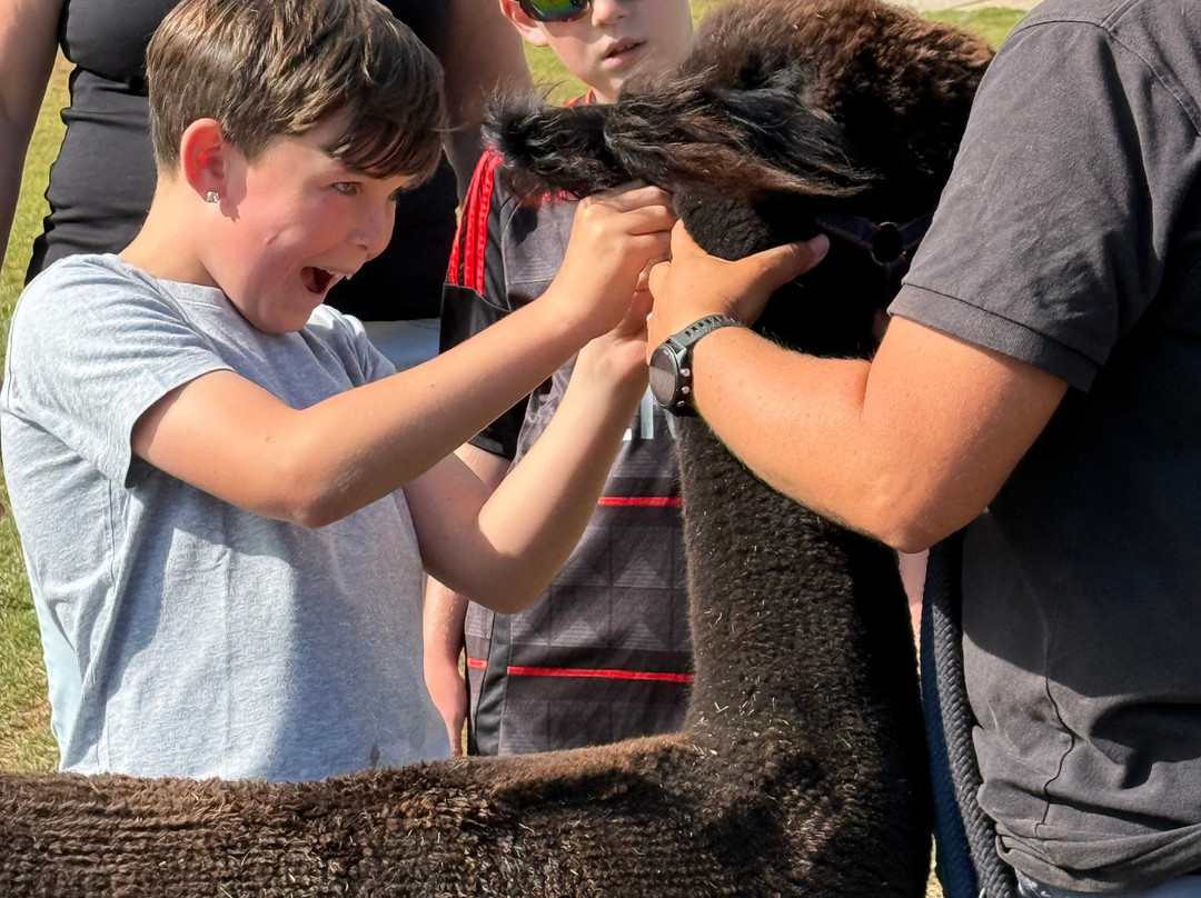 Antur Alpaca At Geufron Farm-Tywyn必去景点