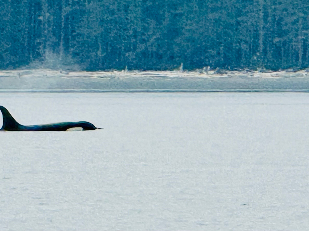 Seasmoke Whale Watching-Alert Bay必去景点
