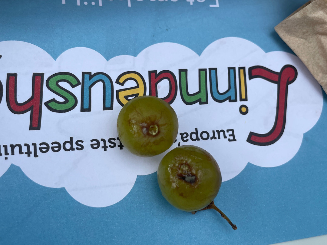 Linnaeushof-Bennebroek必去景点