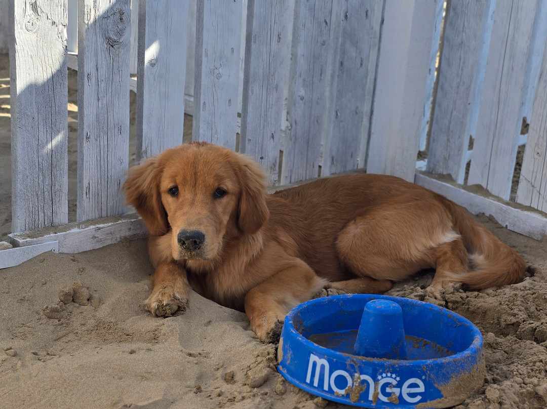 Bagno 81 No Problem-里米尼必去景点