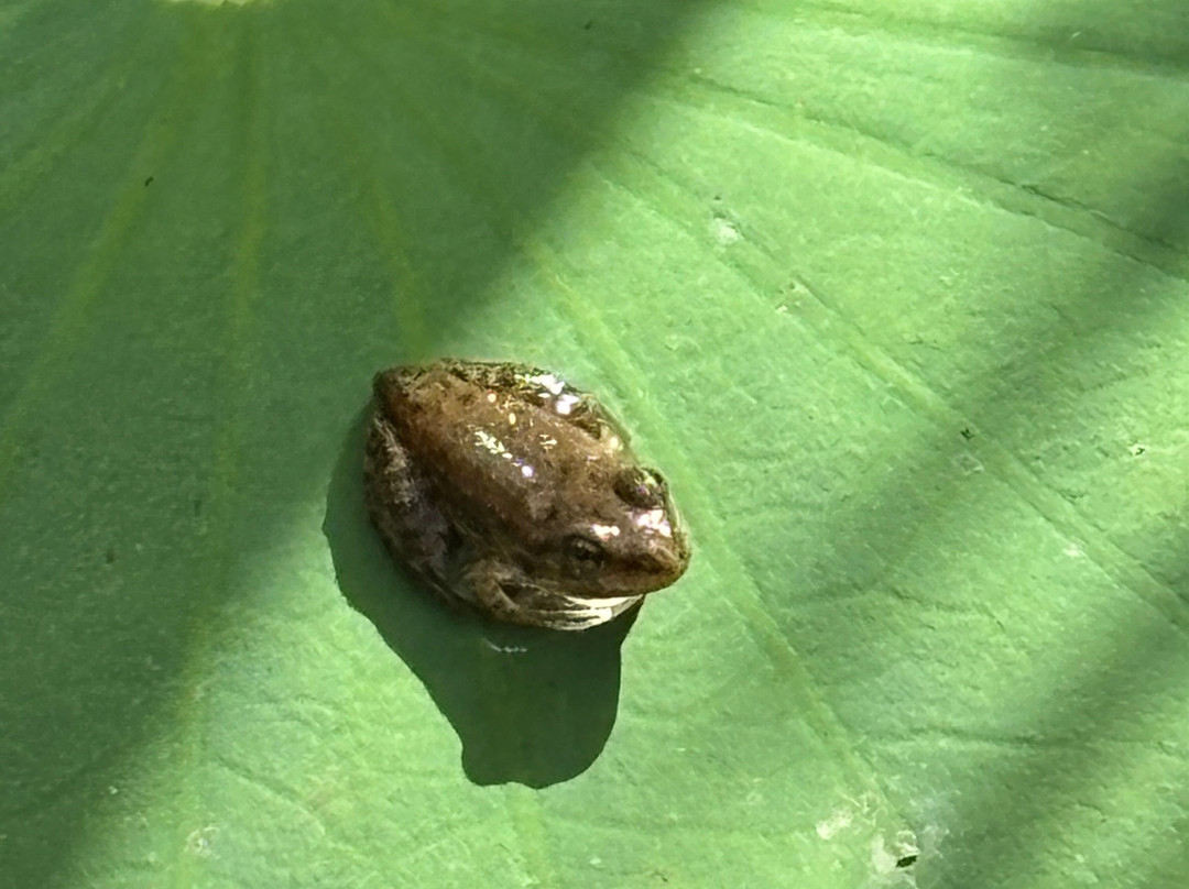Les Jardins D'eau-Carsac-Aillac必去景点