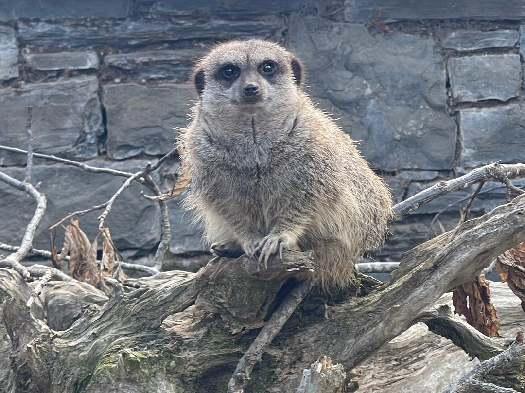 Welsh Mountain Zoo-科尔温湾必去景点