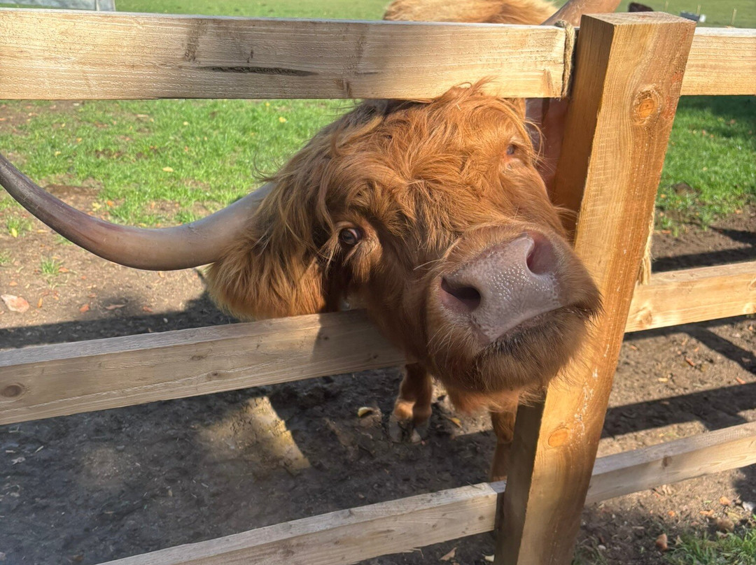 Highland Cow Cottage-Royston必去景点