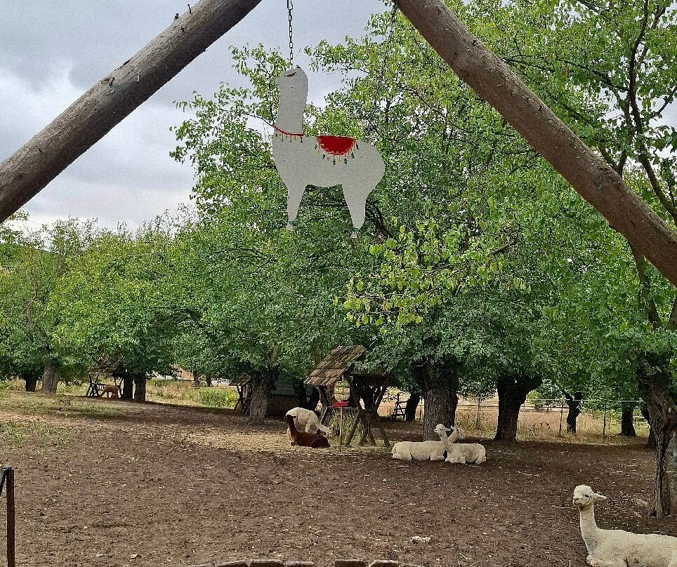 Alpaca Azerbaijan-Meysary必去景点