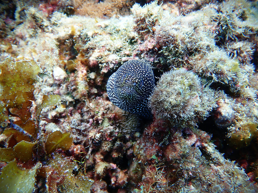 Tgi Diving Zanzibar-孥归必去景点