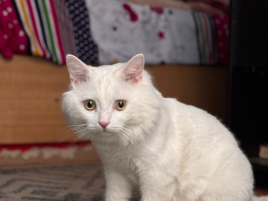 ACE - Animal Care in Egypt-卢克索必去景点