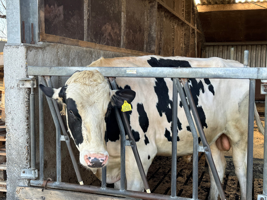 Booij Kaasmakers-Streefkerk必去景点