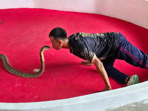 Krabi King Cobra Show-Khlong Haeng必去景点