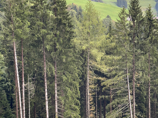 Private Guide in Zurich Lidia Maier-苏黎世必去景点