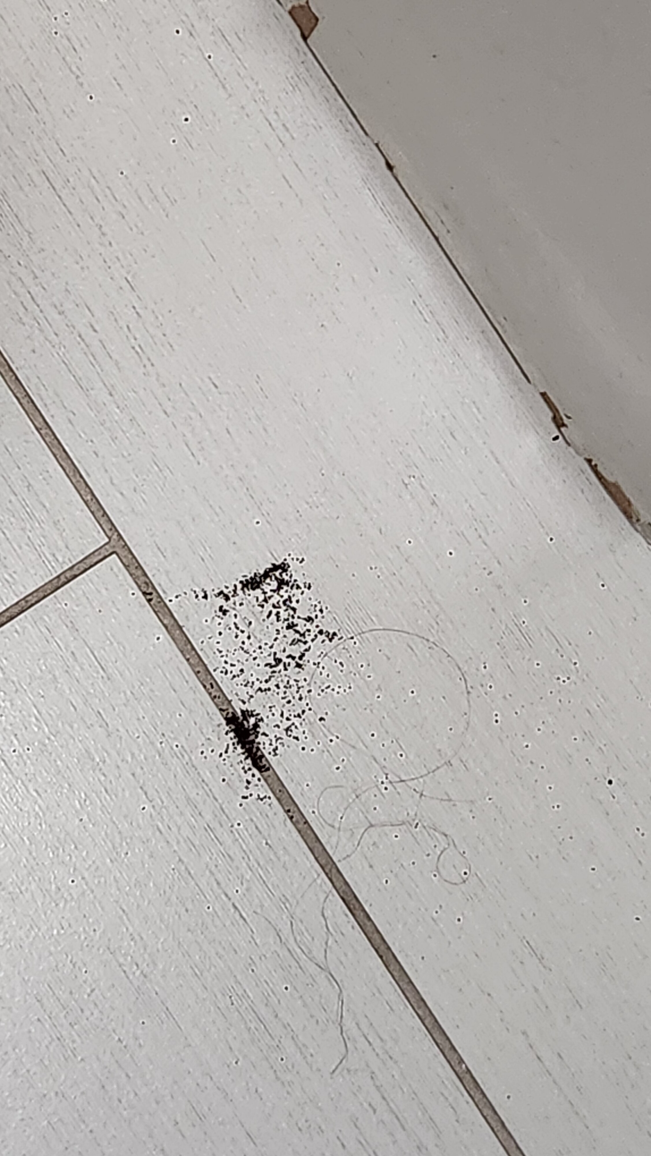 Best Western Plus Clemson Hotel & Conference Center-浴室