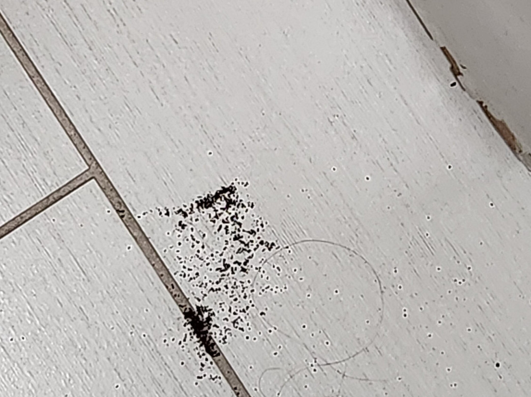 Best Western Plus Clemson Hotel & Conference Center主图