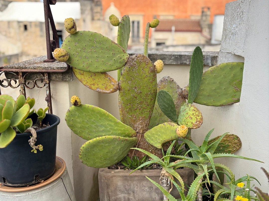 The Town of Nardo-纳尔德奥必去景点