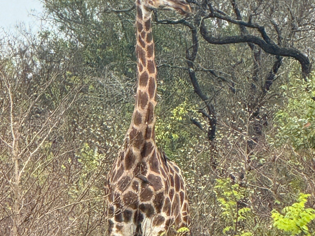 Tembe Elephant Park-Sihangwane必去景点