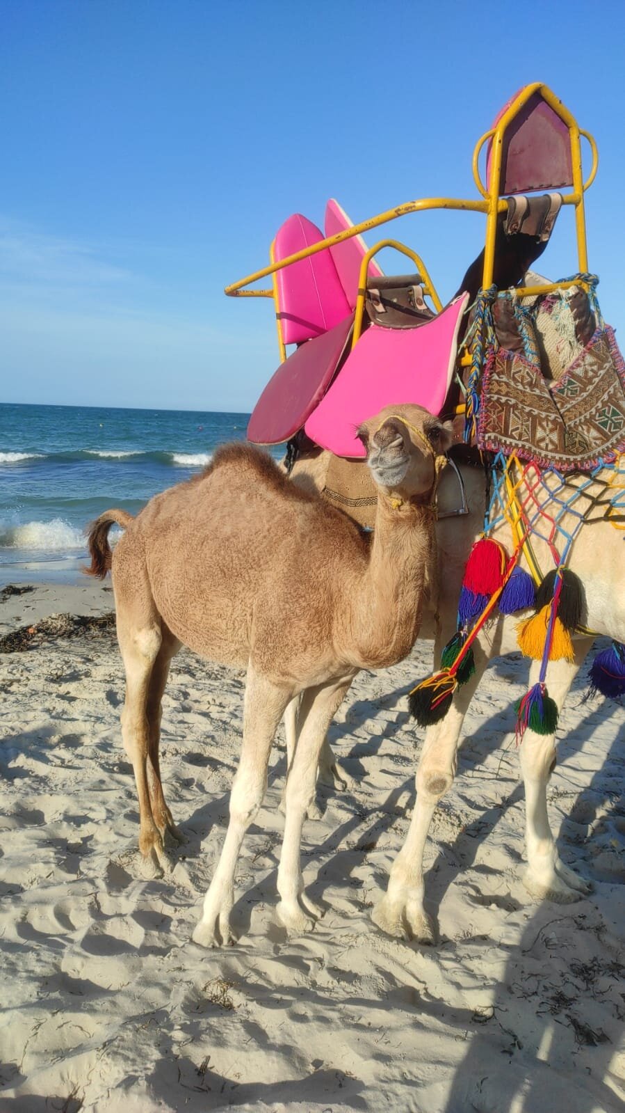 Aljazira Beach & Spa - Families and Couples Only-浴室