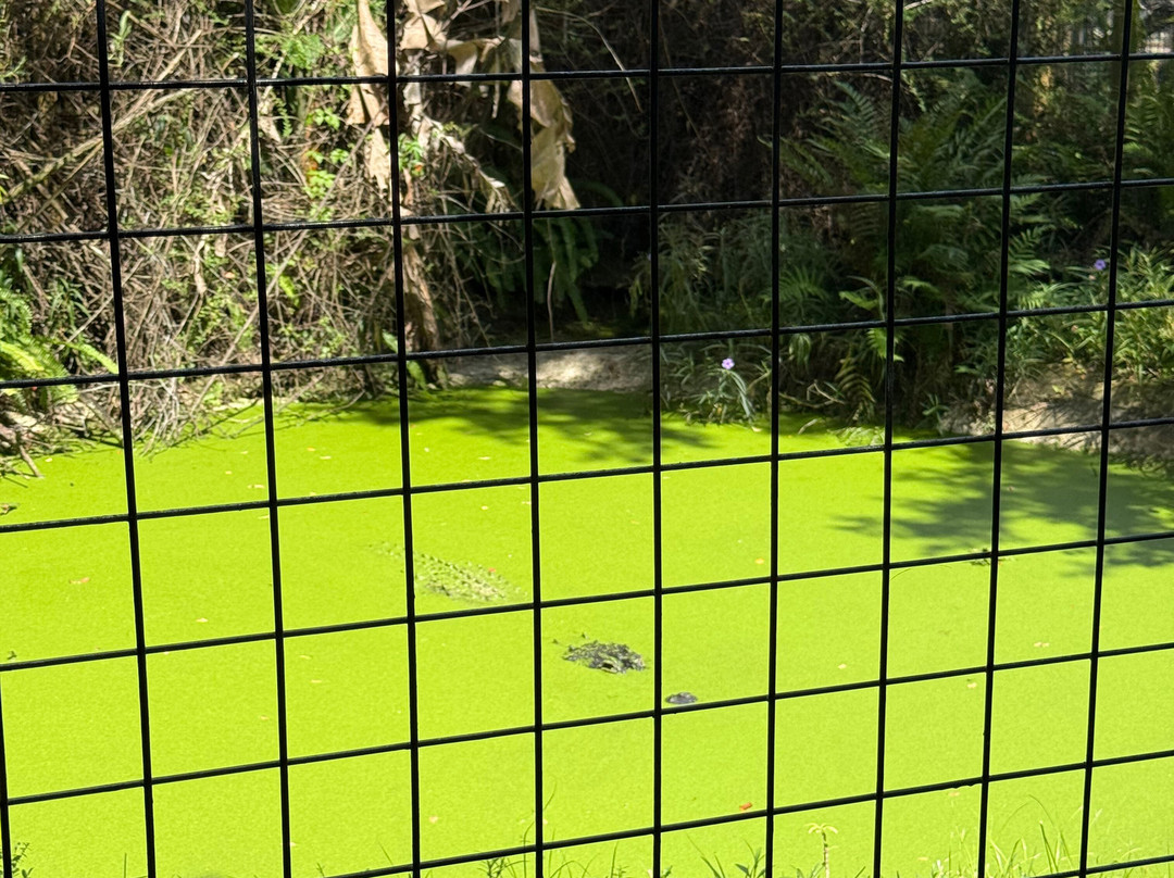 Croc Encounters-坦帕必去景点