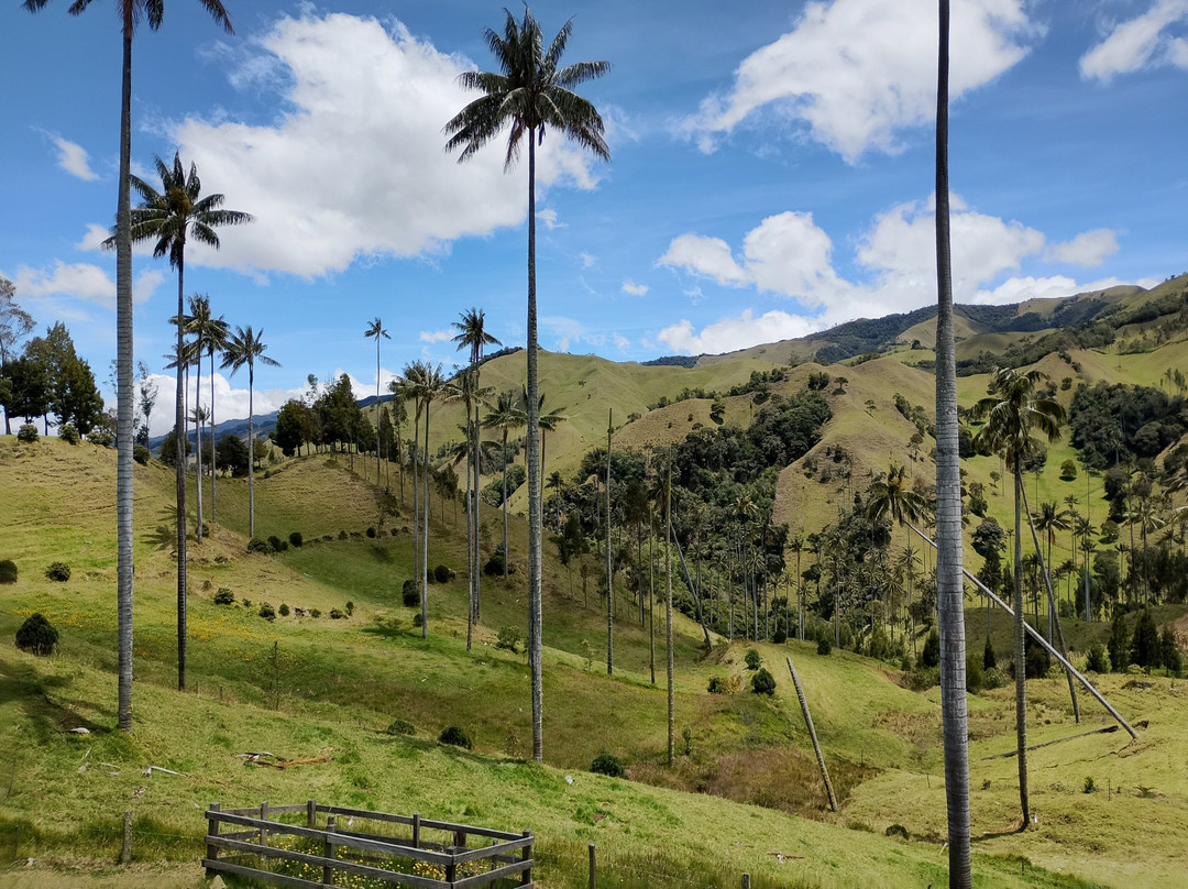 Bosque De Palma De Cera La Samaria-Salamina必去景点