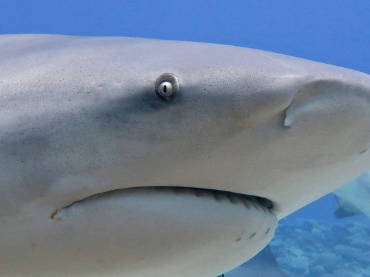 Barefoot Shark Encounters Fiji-丹娜努岛必去景点
