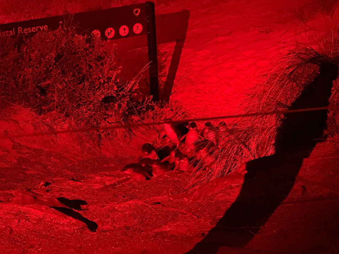 比奇诺观企鹅之旅-比奇诺必去景点