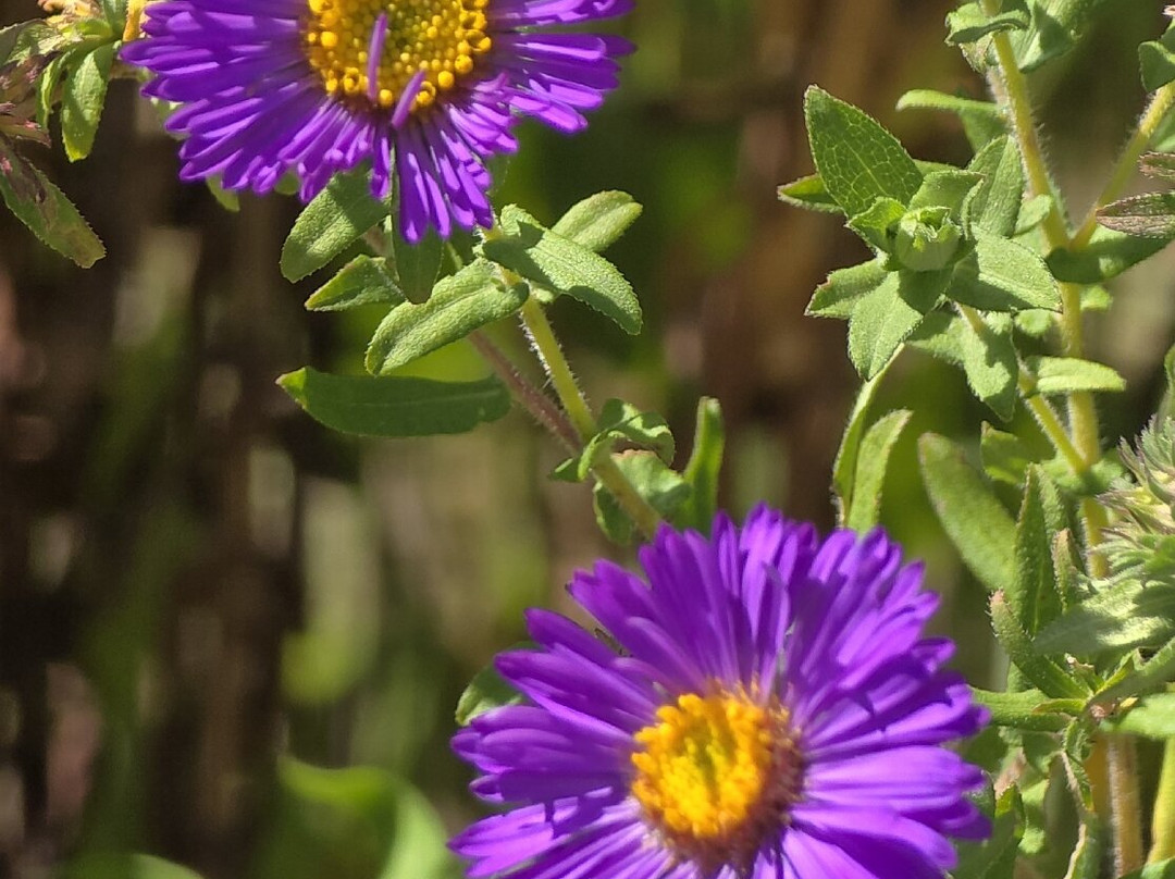 Garrett Family Preserve-开普梅必去景点