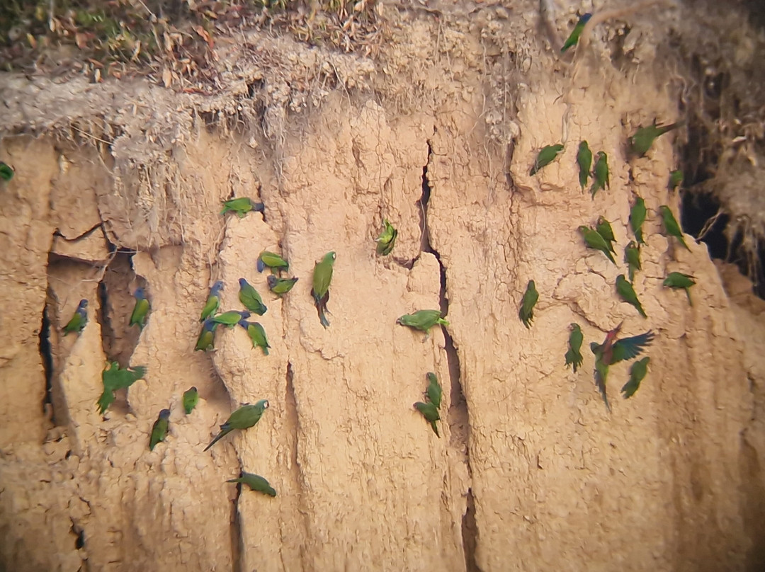 Chuncho Macaw Clay Lick-Tambopata National Reserve必去景点