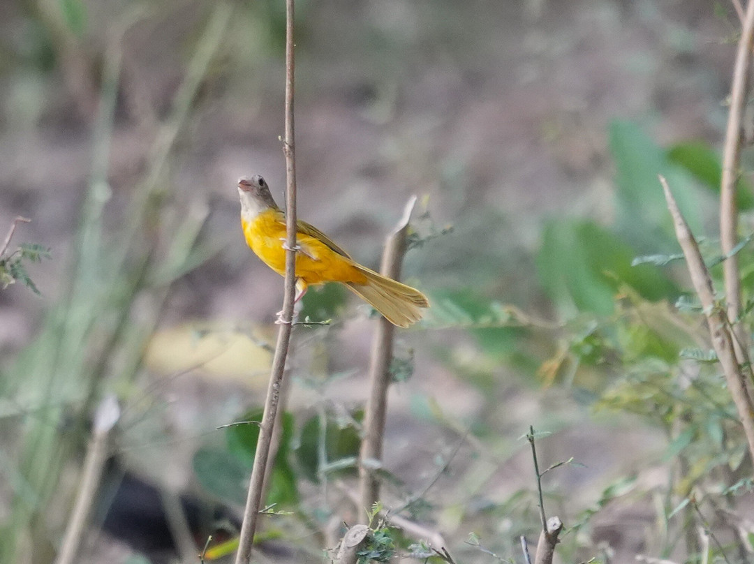 Wildlife Pantanal Tours-Cuiaba必去景点