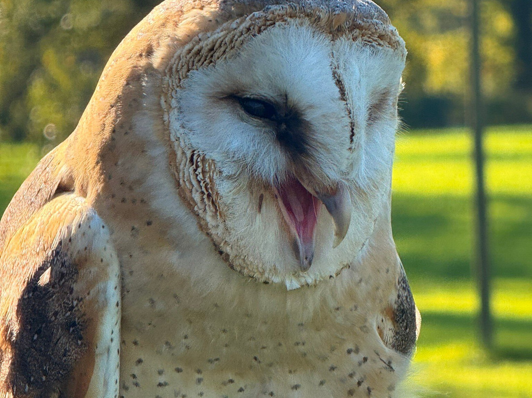 Willows Bird of Prey & Wildlife Trail-Knockholt必去景点