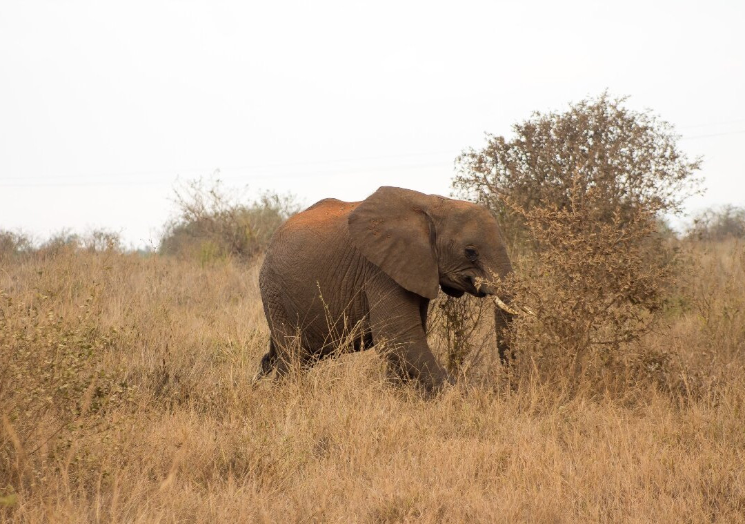 Taita Hills Wildlife Sanctuary-西察沃国家公园必去景点