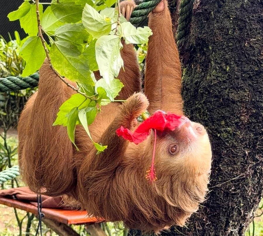 Jaguar Rescue Center-旧港必去景点