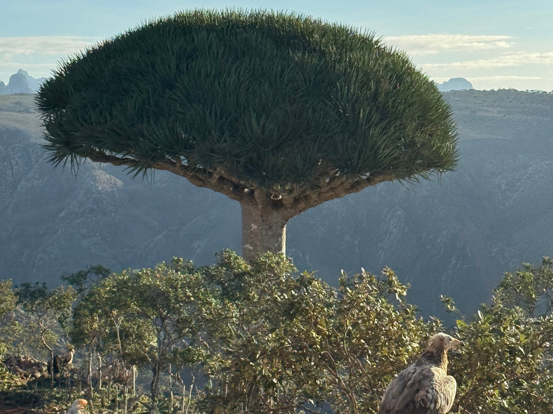 Embrace Socotra-Hadiboh必去景点