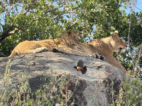 Soraya Experience-阿鲁沙必去景点